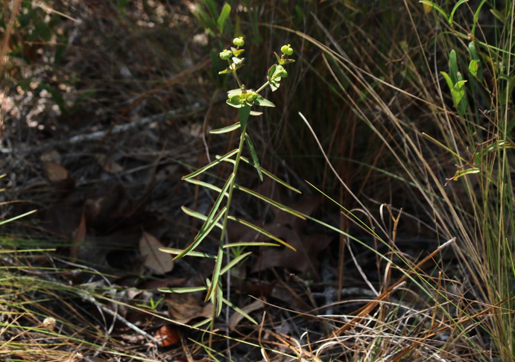 Greater Florida spurge (Euphorbia floridana) in a sandhills habitat.