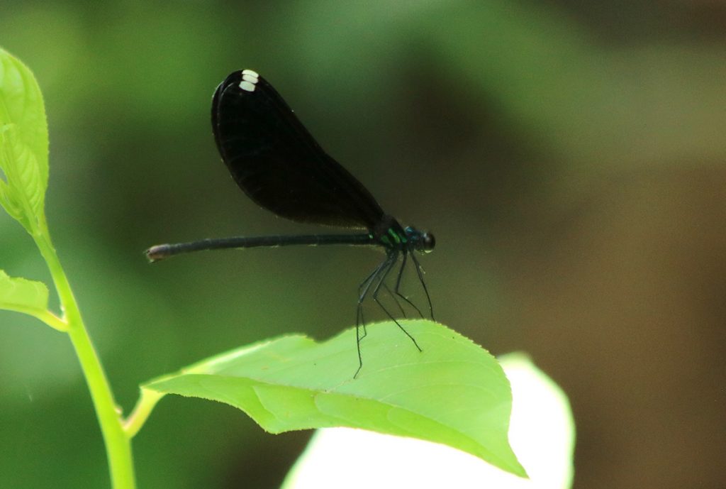 Ebony jewelwing (Calopteryx maculata) resting on the leaf of a Virginia sweetspire plant, which is growing in a steephead ravine.
