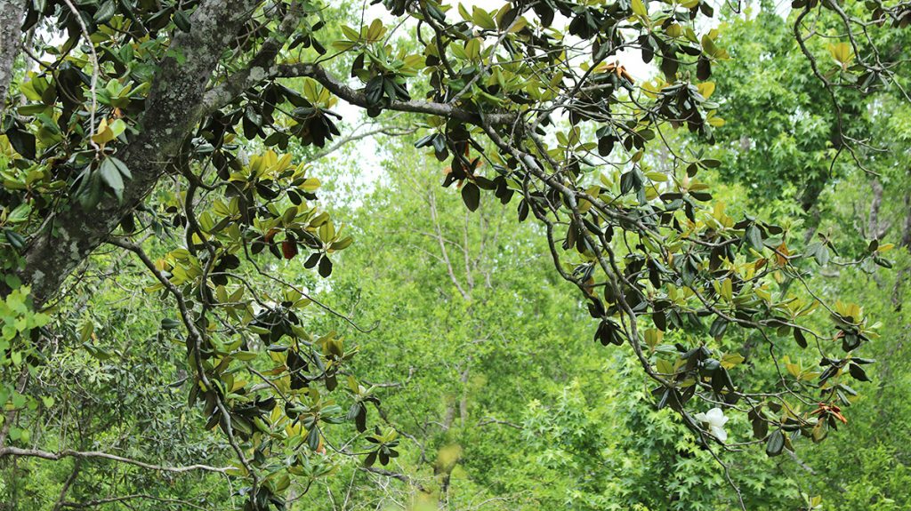 Southern magnolia (Magnolia grandiflora) growing along steephead ravine.