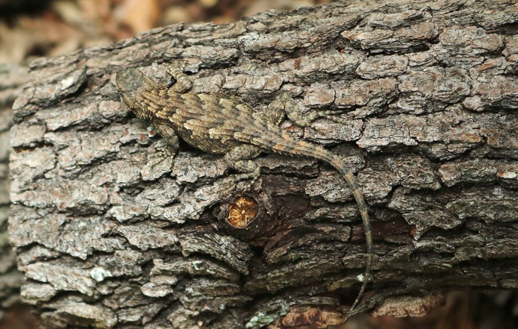 Eastern fence lizard (Sceloporus undulatus) camouflaged on a log.