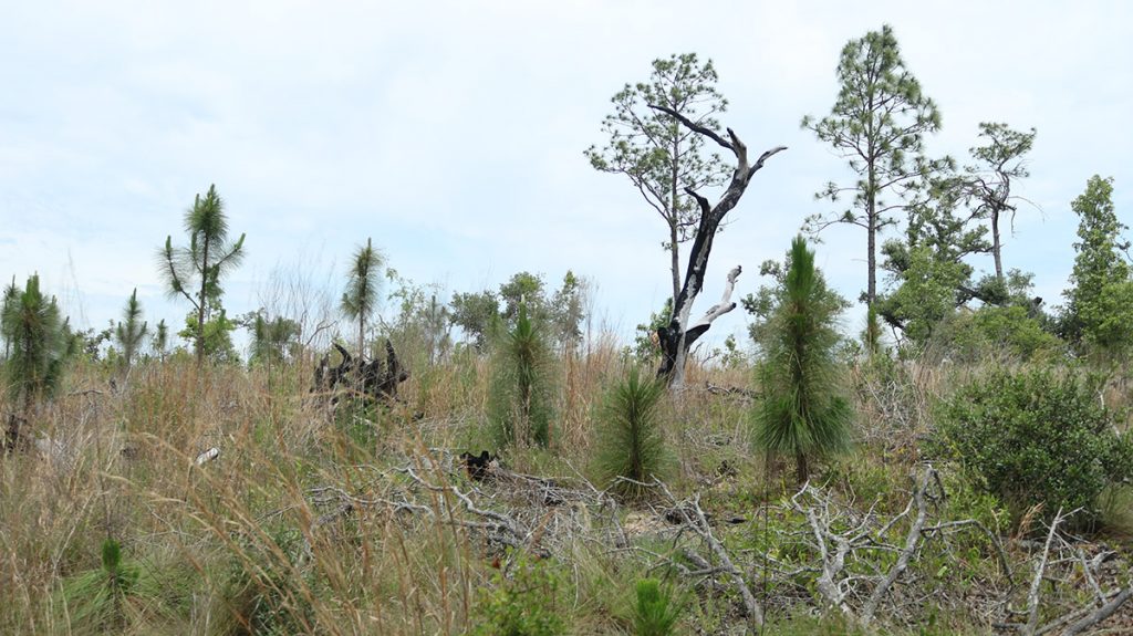 Young longleaf pine trees grow in an open spot near the trail.