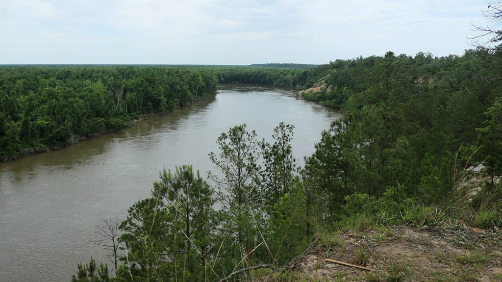 The Apalachicola River as seen from the Alum Bluff overlook.