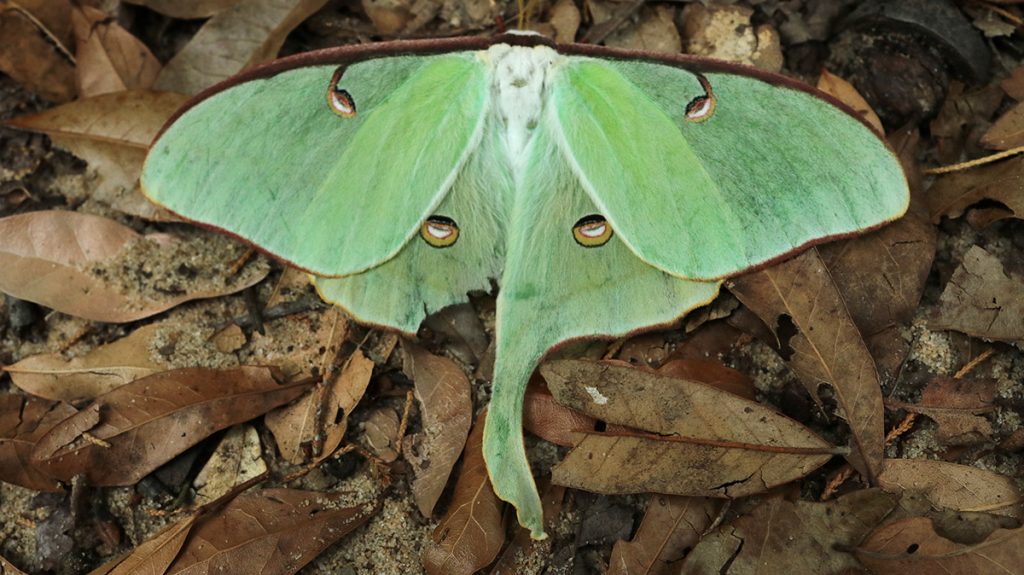 Luna moth (Actias luna).