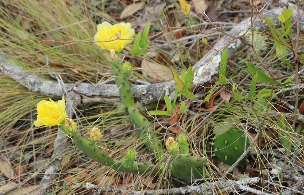 Prickly pear growing along trail in the sandhills.