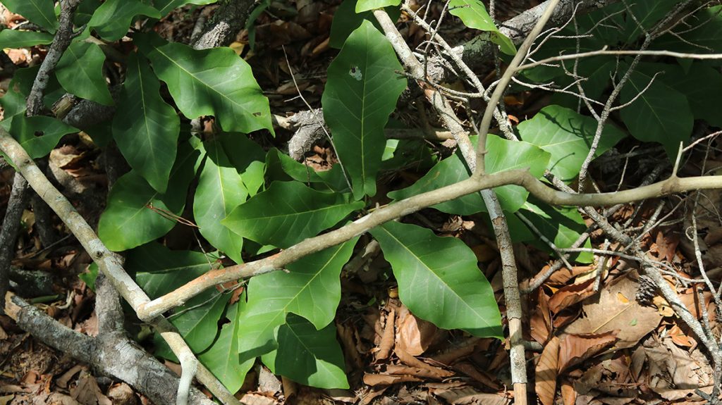 Pyramid magnolia (Magnolia fraseri var. pyramidata), a Coastal Plain variety of an Appalachian plant.