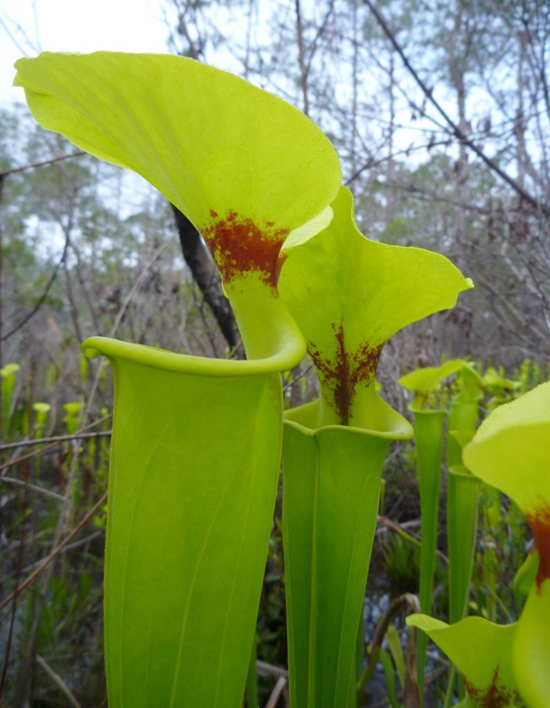 Yellow trumpet pitcher plant (Sarracenia flava)