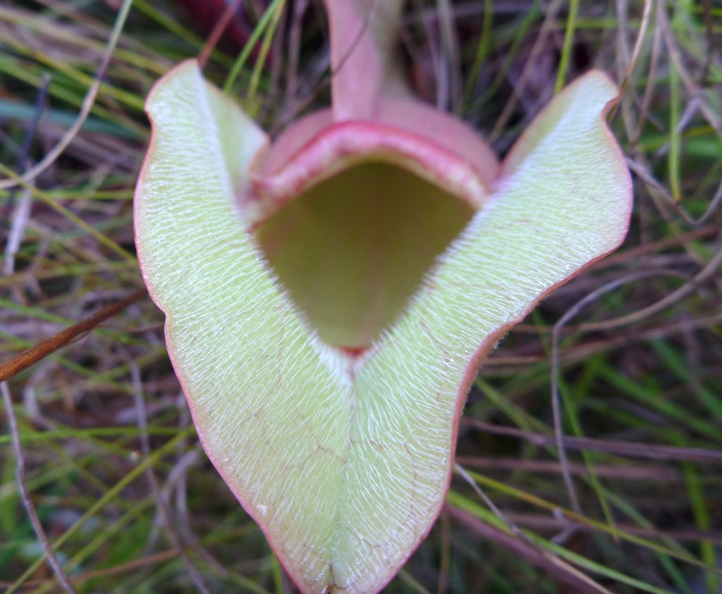 Rose pitcher plant leaf (Sarracenia rosea)