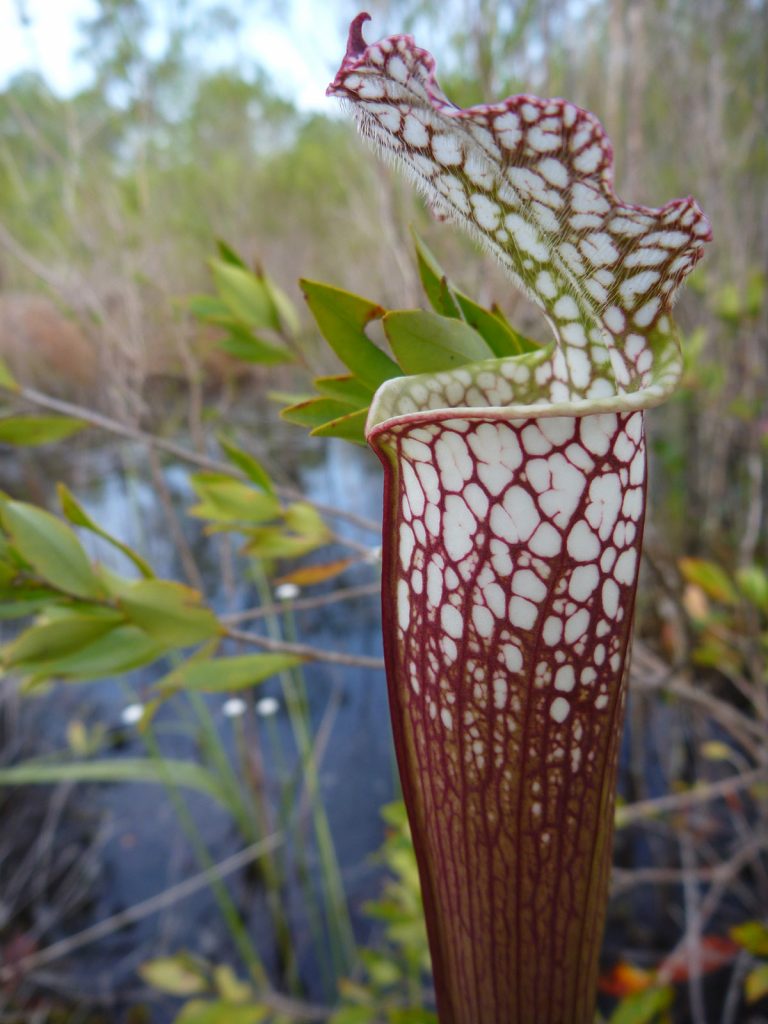 White topped pitcher plant (Sarracenia leucophylla)