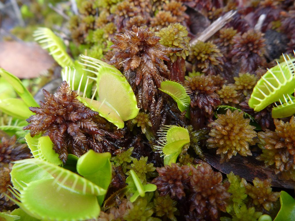 Venus flytrap (Dionaea muscipula) growing in sphagnum moss.
