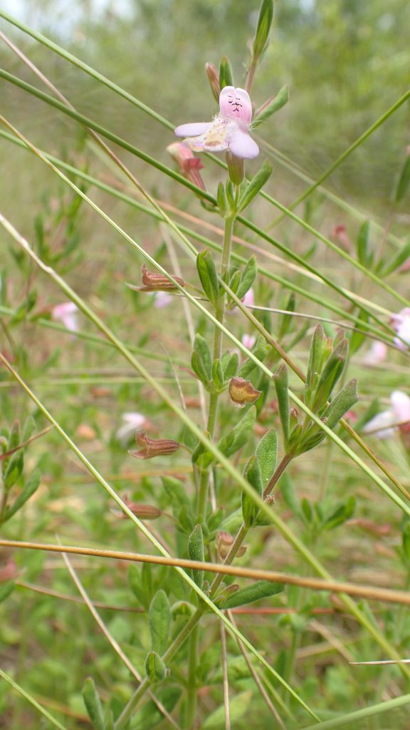 Florida calamint (Clinopodium dentatum), a state threatened species endemic to the Florida panhandle.