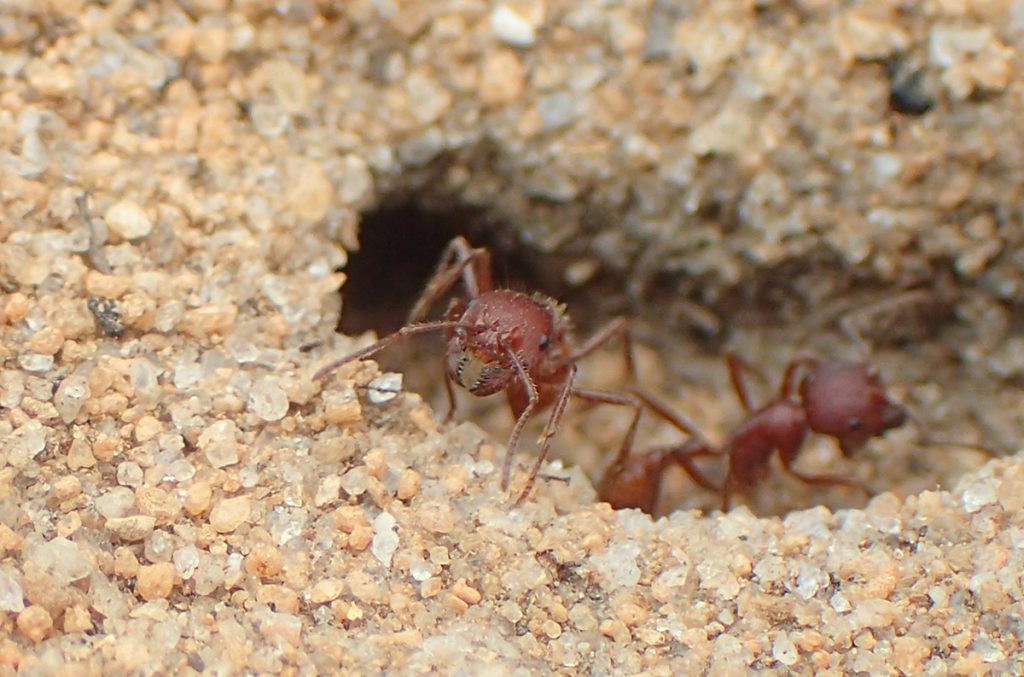 Florida harvester ant (Pogonomyrmex badius)