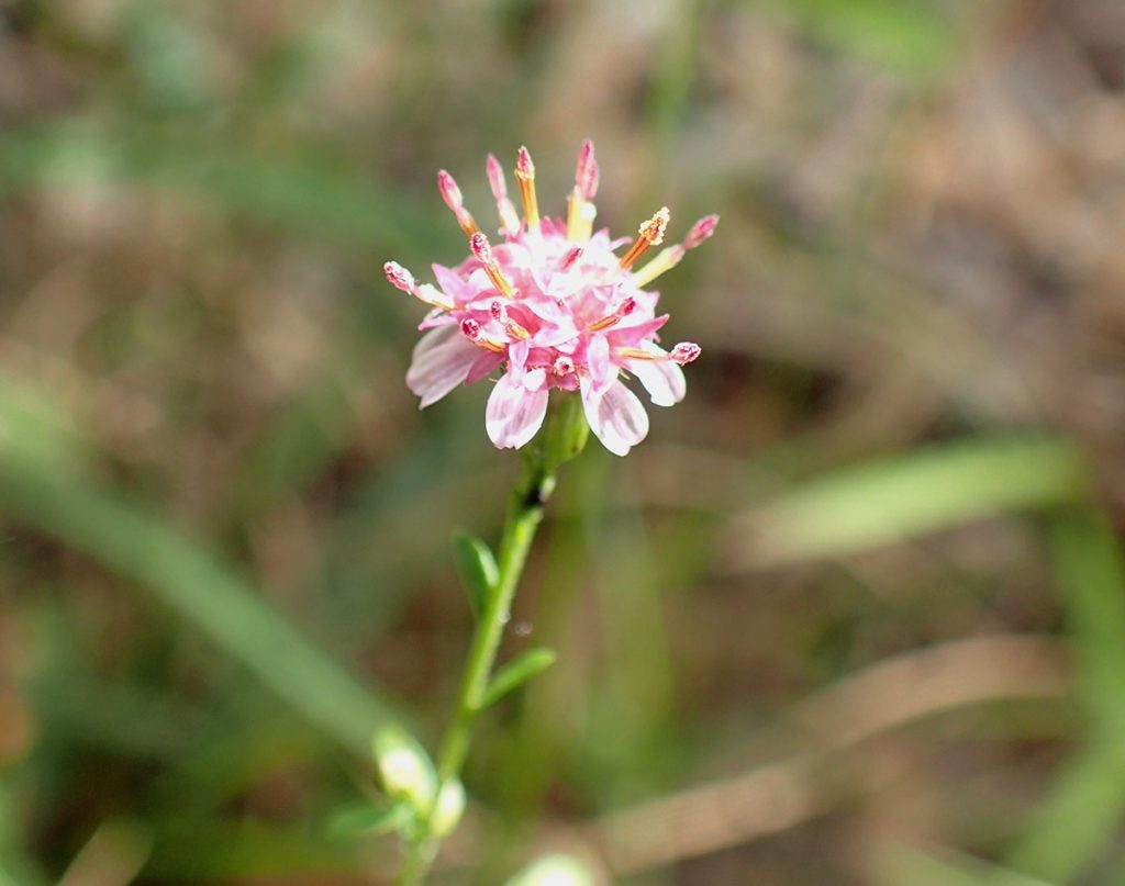 Pink milkwort (Polygala incarnata)