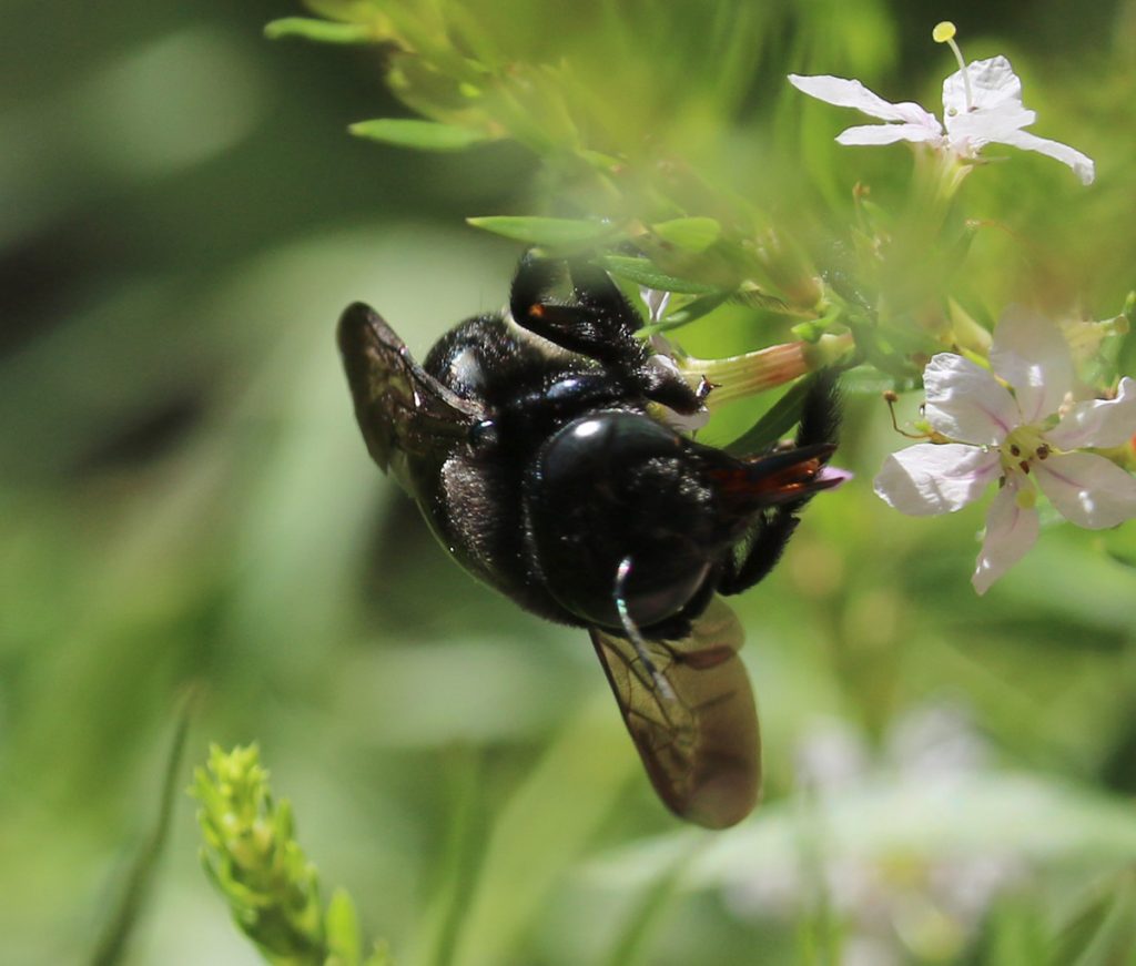 Female southern carpenter bee.