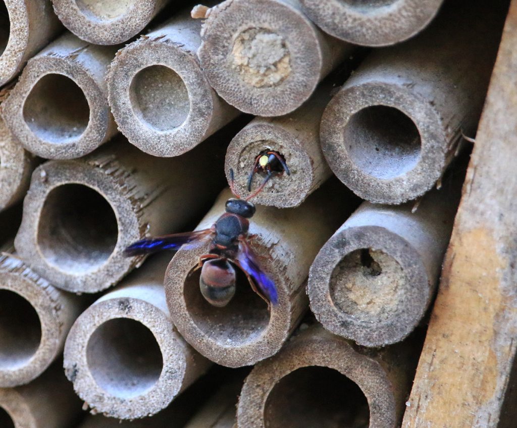 Red-marked pachodynerus wasp (Pachodynerus erynnis) tends to young in nest.