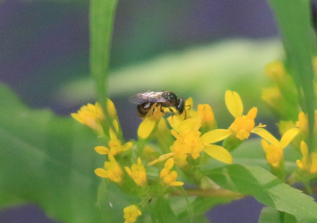 Metallic sweat bee (sub-genus Dialictus) on goldenrod.