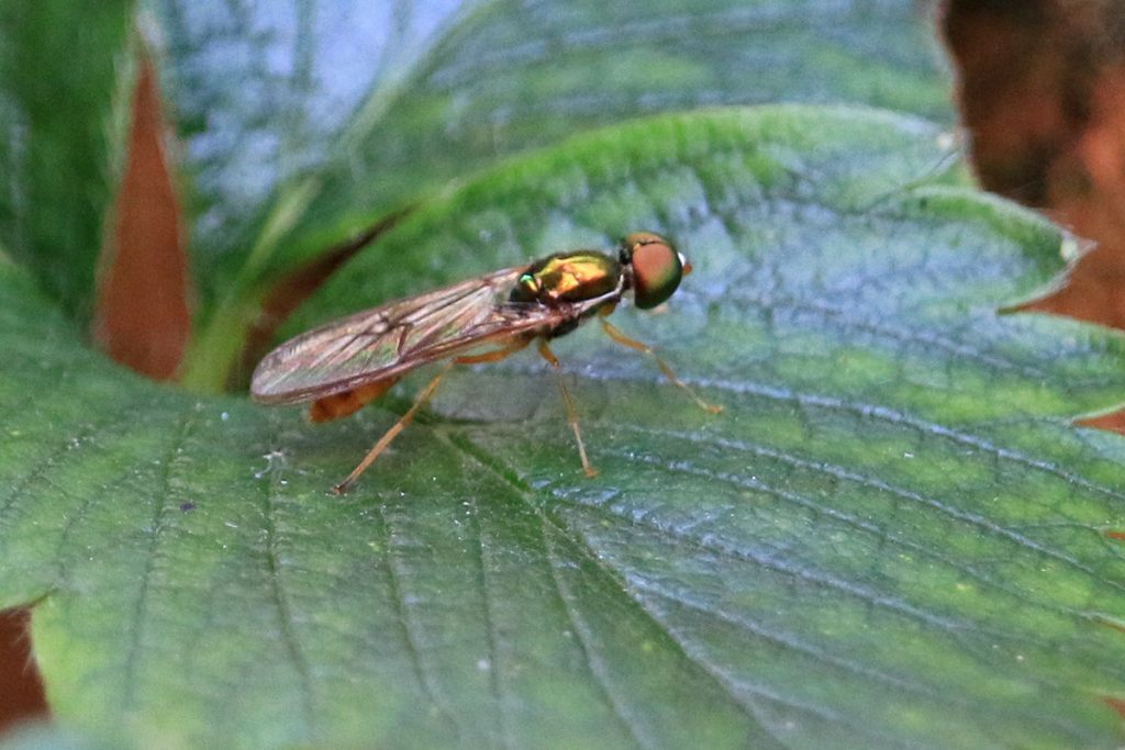 A soldier fly in the Sargus genus.