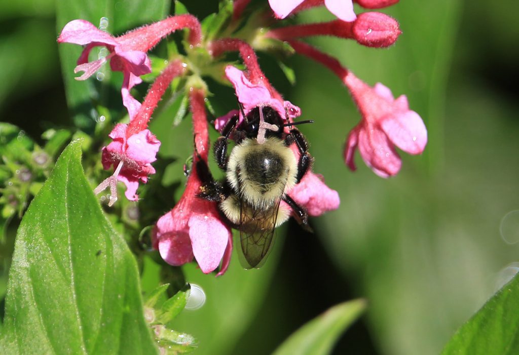 Eastern bumblebee (Bombus impatiens) on pentas.