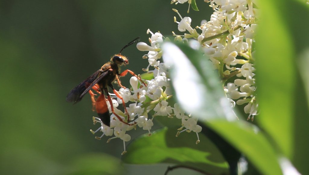 Great golden digger wasp (Sphex ichneumoneus) on laurel cherry.