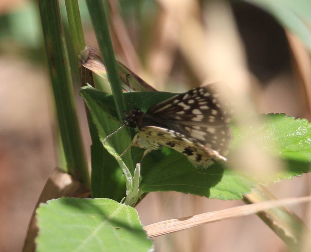 Tropical checkered-skipper apparently laying eggs on fanpetal leaves.