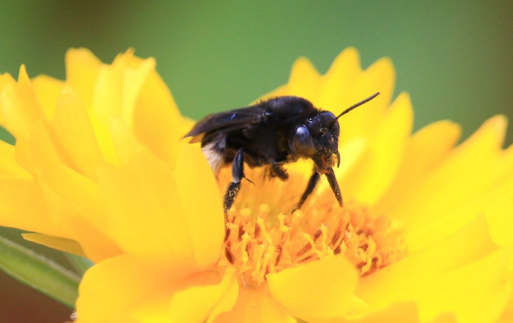 Two-spotted long-horned bee
 (Melissodes bimaculatus) on lance-leaved coreopsis.