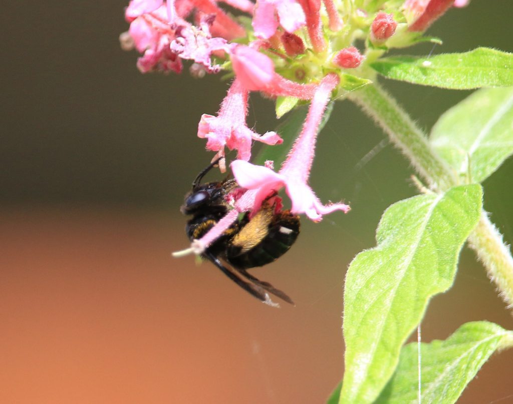 Two-spotted long-horned bee (Melissodes bimaculatus) on pentas.