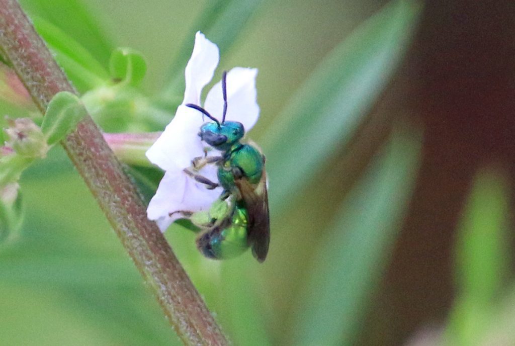 Pure green sweat bee (Augochlora pura) on winged loosestryfe.