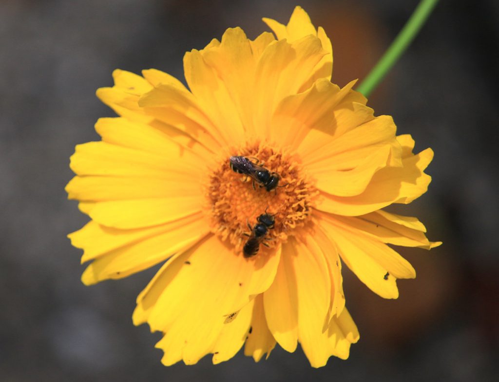 Two Poey's furrow bees on lance-leaved coreopsis.