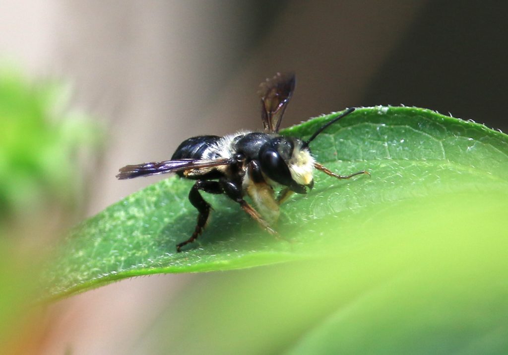 Carpenter-mimic leafcutter bee (Megachile xylocopoides)
