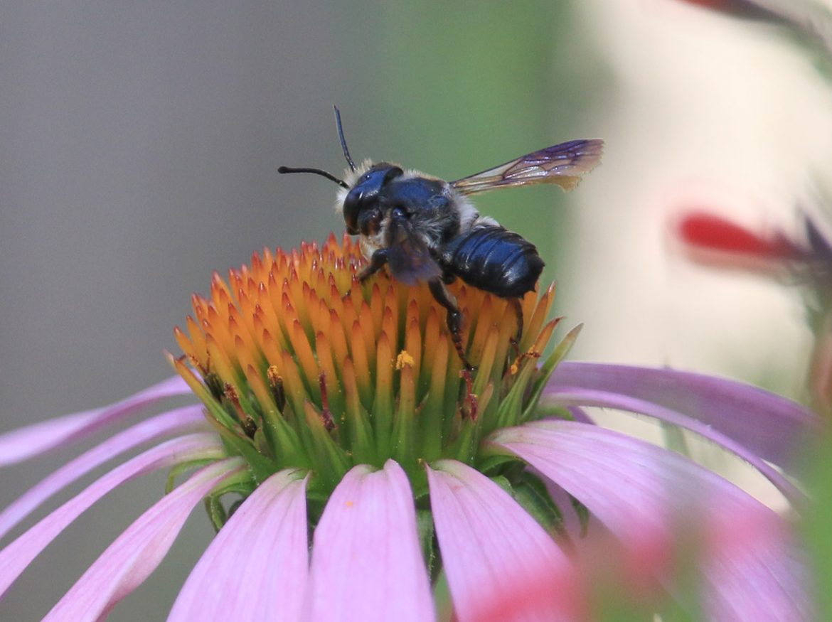 Bees of North Florida and South Georgia