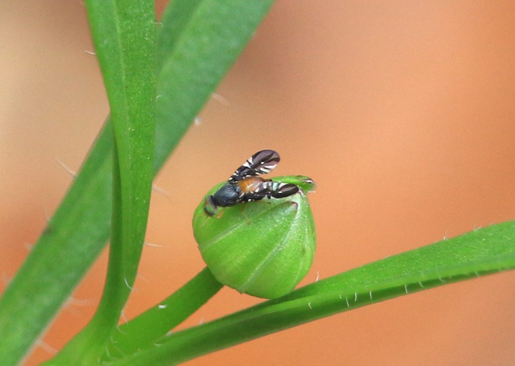 Xanthaciura, a genus of fruit flies.