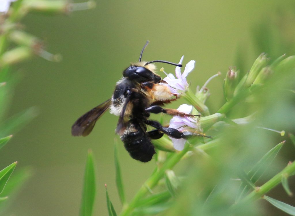 Carpenter-mimic leafcutter bee (Megachile xylocopoides) on winged loosestryfe.