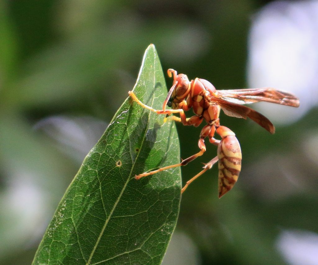 Guinea paper wasp (Polistes exclamans) rests on laurel oak leaf