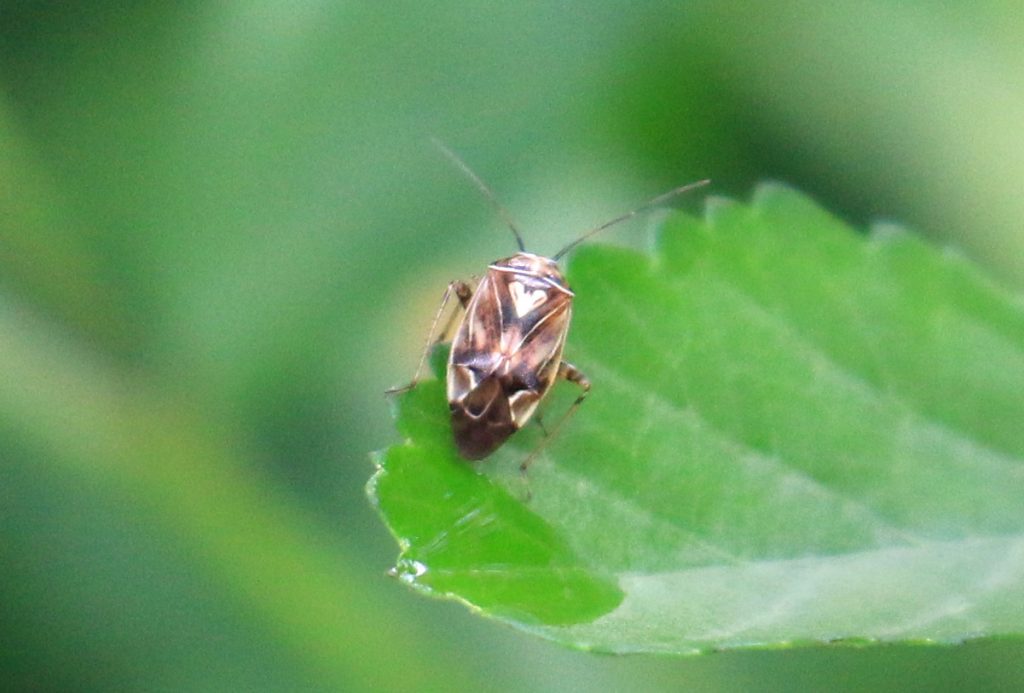Tarnished Plant Bug (Lygus lineolaris)