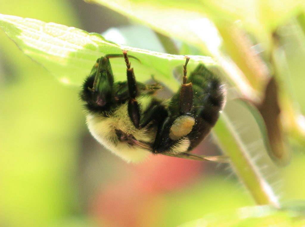 Eastern bumblebee rests under a salvia leaf.