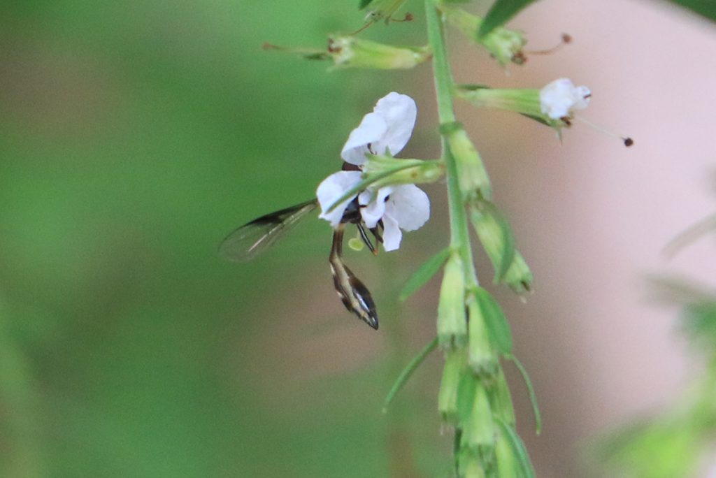 Dusky-winged hoverfly on winged loosestrife