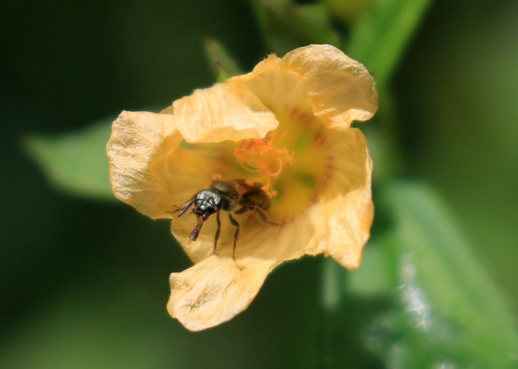 A sweat bee in the subgenus Dialictus, peeking out from a fanpetal flower.