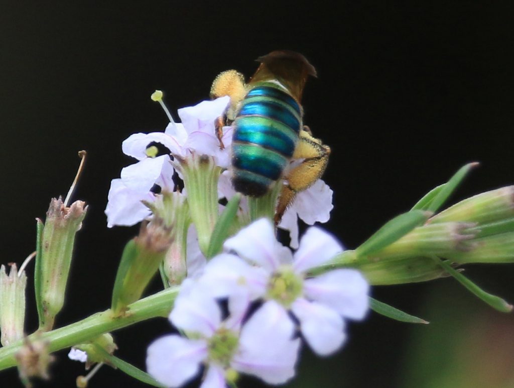Brown-winged striped sweat bee