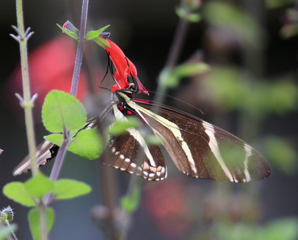 Zebra longwing on red salvia.