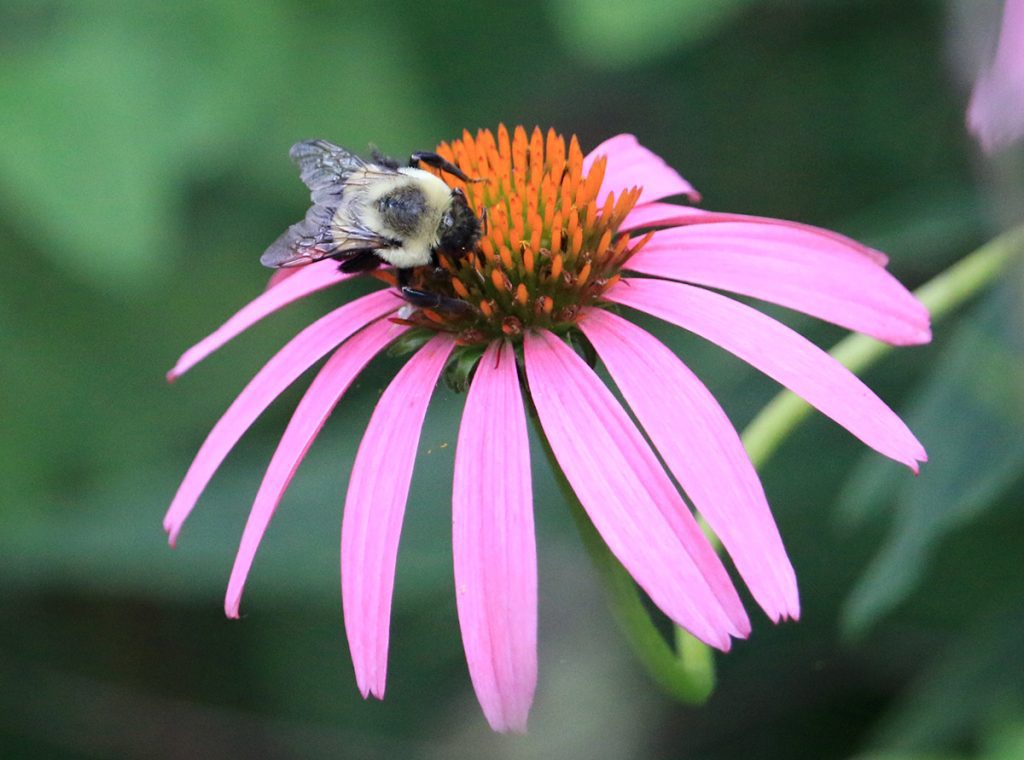 Bumblebee on coneflower.