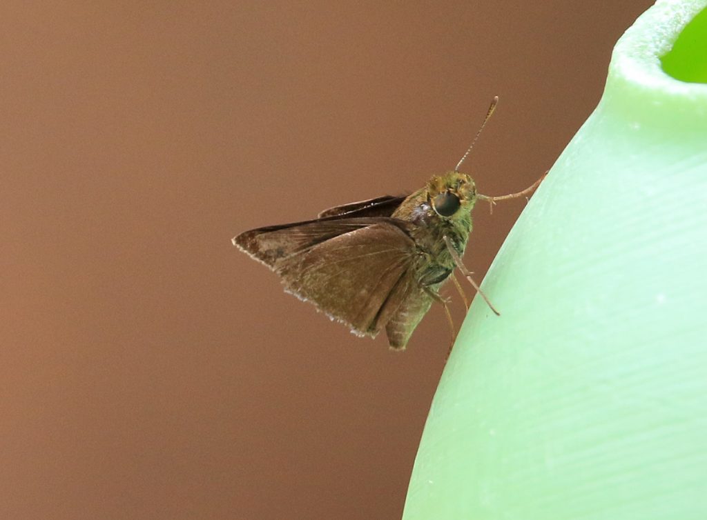 Clouded skipper (Lerema accius) on watering can.