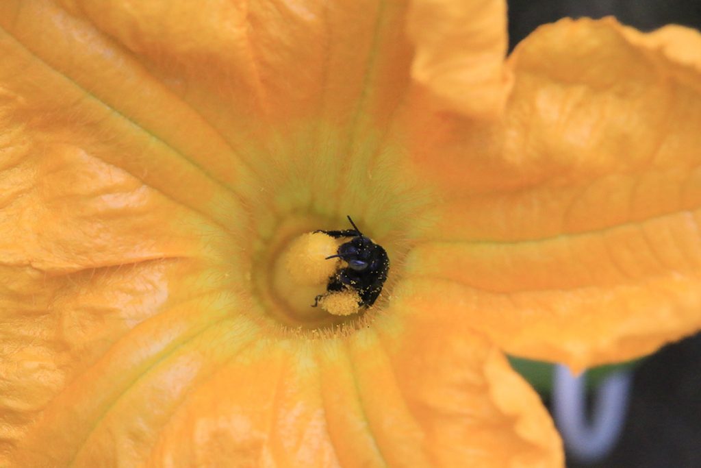 Two-spotted long-horned bee in a pumpkin flower.