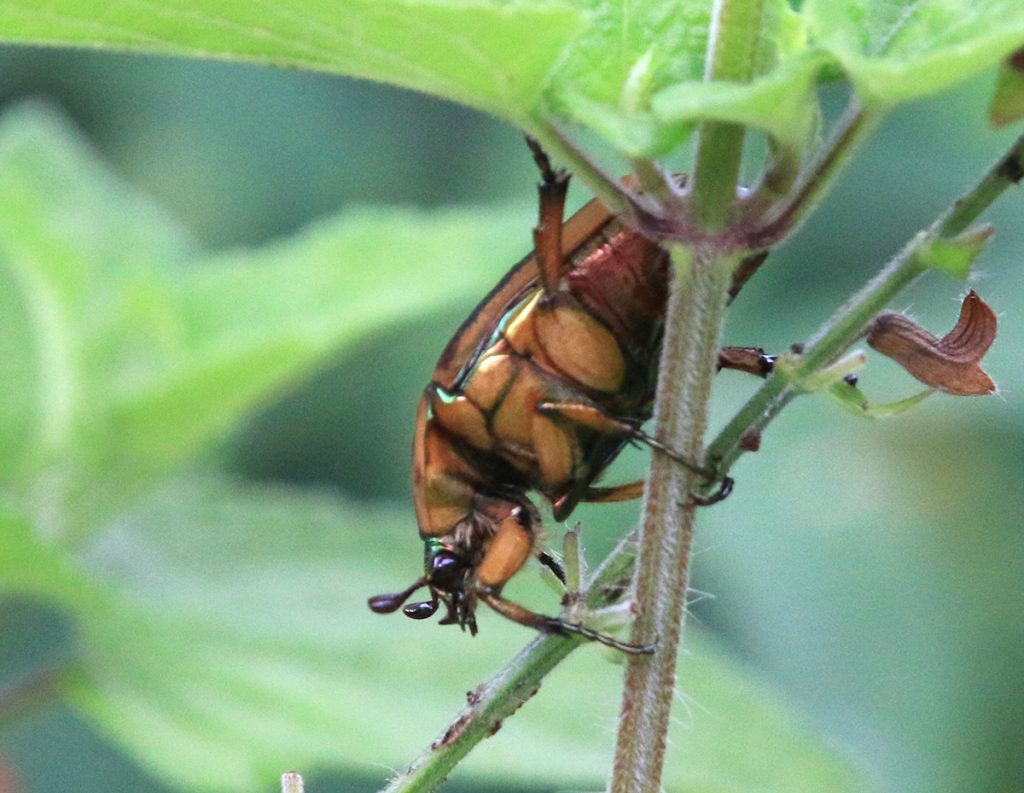 Common green june beetle (Cotinis nitida) on red salvia leaves