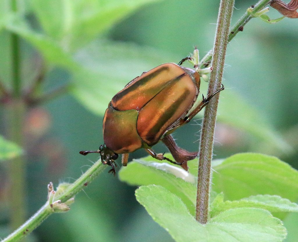 Common green june beetle (Cotinis nitida) on red salvia leaves