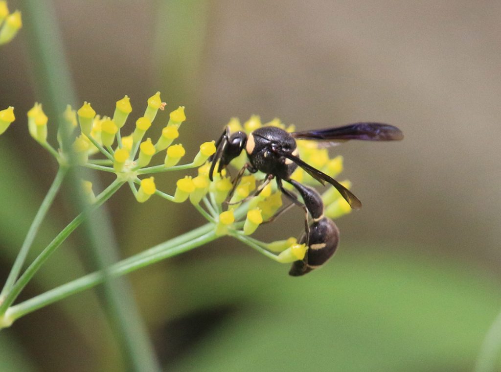 Fraternal potter wasp (Eumenes fraternus) on fennel flowers