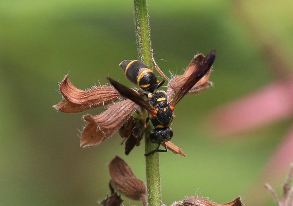 A wasp in the Euodynerus foraminatus-complex, on spent salvia flowers.