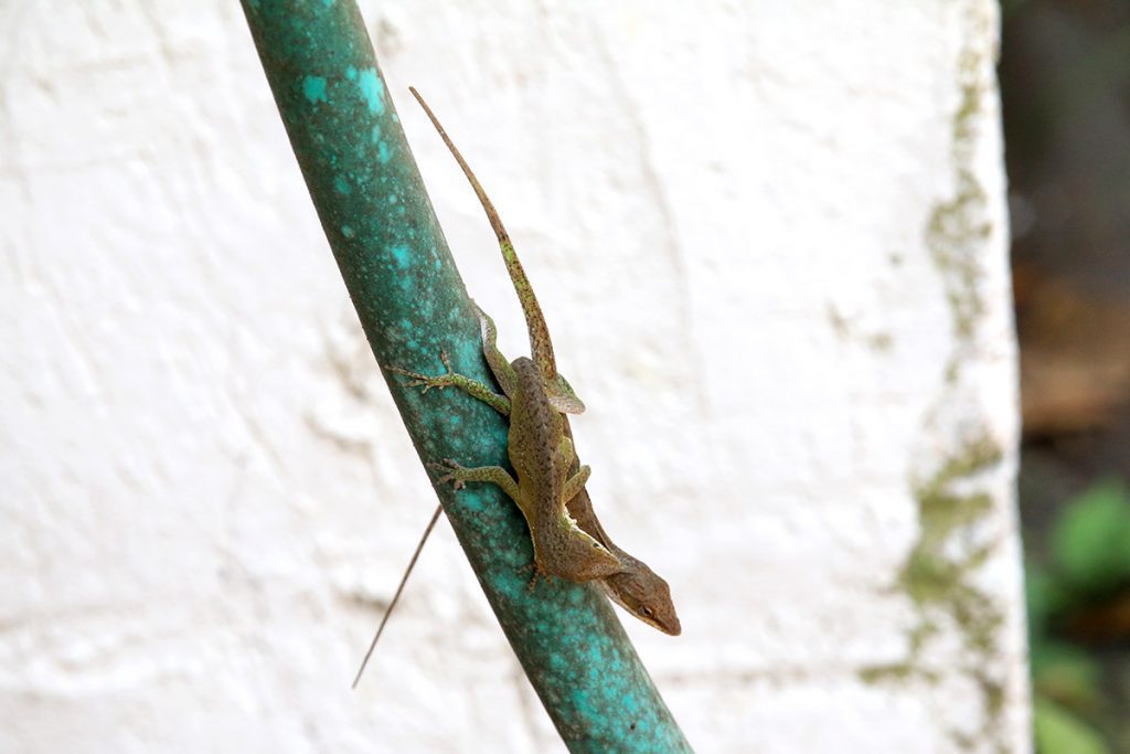 Two green anoles mating on a hose