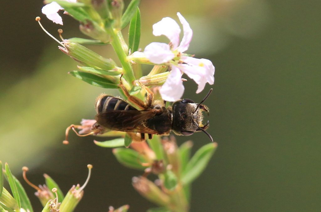 Poey's furrow bee on winged loosestryfe.