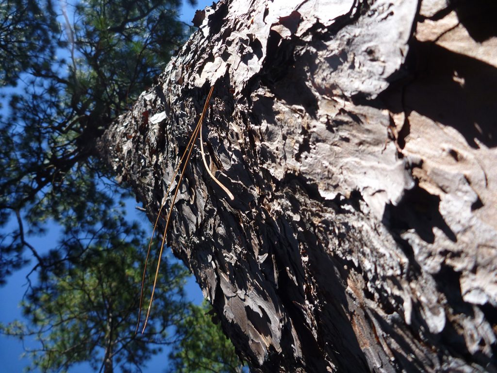 Longleaf pone (Pinus palustris)