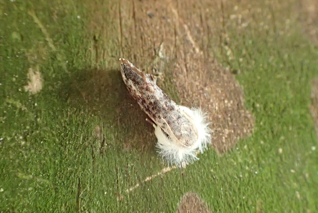 Frilly grass tubeworm moth (Acrolophus mycetophagus)