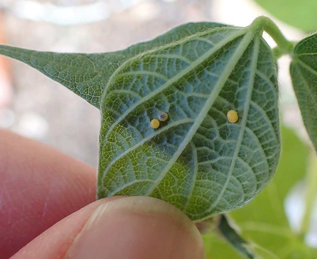 Long-tailed skipper butterfly eggs, under bean leaf.